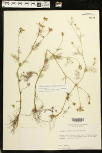Ptilimnium capillaceum image