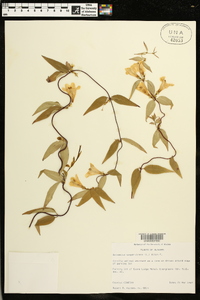 Gelsemium sempervirens image