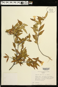 Gelsemium sempervirens image