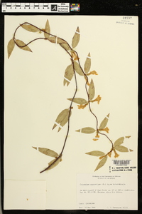 Gelsemium sempervirens image