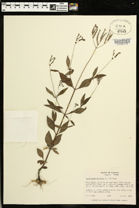 Cynoctonum mitreola image