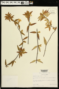 Gelsemium sempervirens image