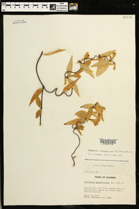 Gelsemium sempervirens image