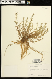 Polypremum procumbens image