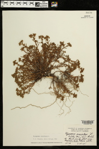 Polypremum procumbens image