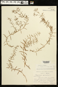 Polypremum procumbens image