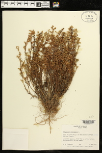 Polypremum procumbens image