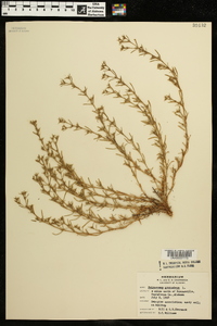 Polypremum procumbens image