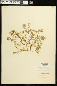 Polypremum procumbens image