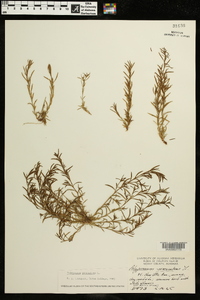 Polypremum procumbens image