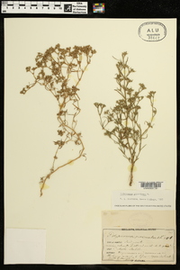 Polypremum procumbens image