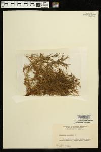 Polypremum procumbens image