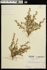 Polypremum procumbens image