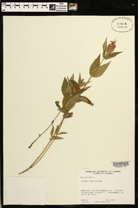 Spigelia marilandica image