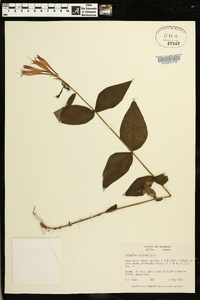 Spigelia marilandica image