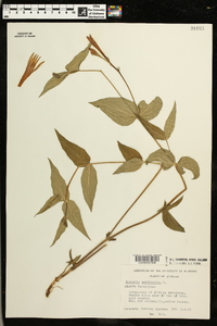 Spigelia marilandica image