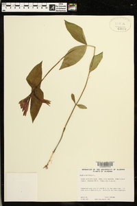 Spigelia marilandica image