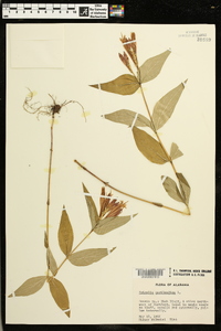 Spigelia marilandica image