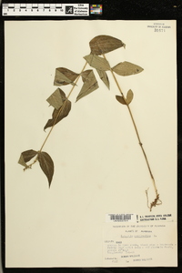 Spigelia marilandica image