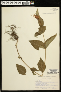 Spigelia marilandica image