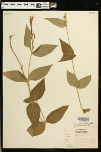 Spigelia marilandica image