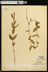 Spigelia marilandica image