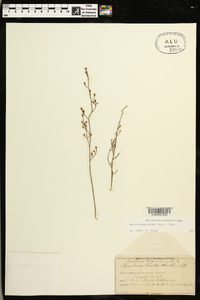 Bartonia paniculata image