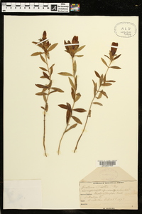 Gentiana elliottii image