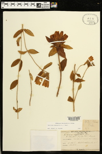 Gentiana saponaria image