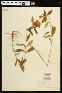 Gentiana saponaria image