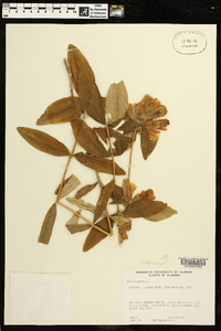 Gentiana saponaria image