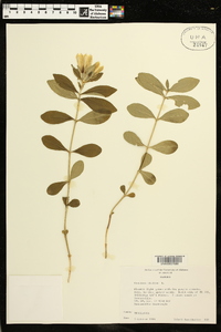 Gentiana villosa image