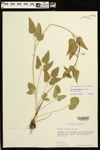 Thaspium trifoliatum image