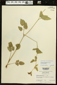 Thaspium trifoliatum image