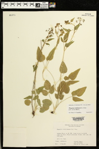 Thaspium trifoliatum image