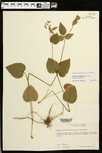 Thaspium trifoliatum image