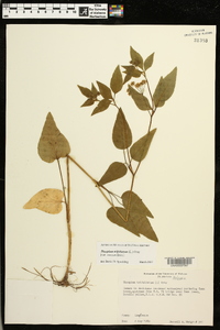 Thaspium trifoliatum image