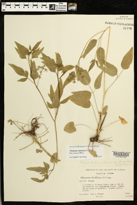 Thaspium trifoliatum image