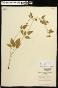 Thaspium trifoliatum image