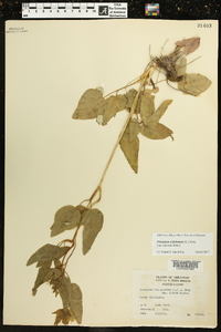 Thaspium trifoliatum image