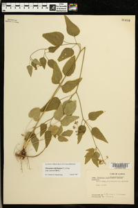 Thaspium trifoliatum image