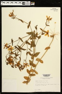 Sabatia angularis image