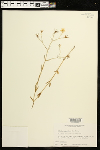 Sabatia campanulata image