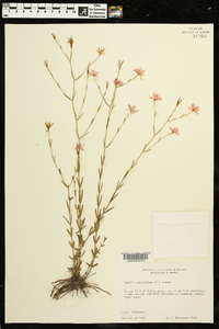 Sabatia campanulata image