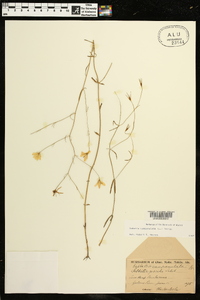 Sabatia campanulata image