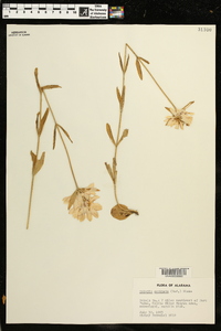 Sabatia capitata image