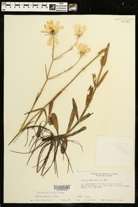 Sabatia bartramii image