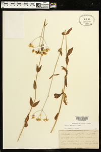 Sabatia macrophylla image