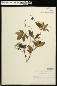 Sanicula trifoliata image