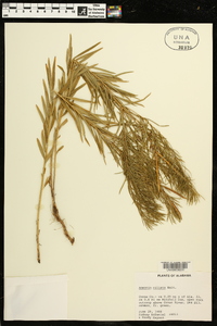 Amsonia ciliata image